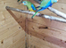 neophema splendida