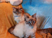 Ragdoll male for sale.