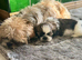 Adorable shih tzu baby boy