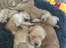 7 golden cocker spaniels