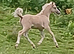 Smart Registered Section A Palomino Colt