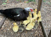 Muscovy ducklings