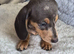 Miniature Dachshund