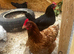Hens