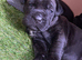 2 girls 1 boy cane corso puppies big and chunky