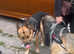 German shepherd puppies