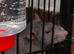 2 friendly rats