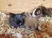 Mini lop babies available for reserve
