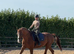 Quality Dressage Gelding