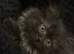 Perdoll kittens ready now