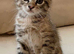 Cute tabby kitten