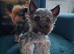 LAST BOY! READY TO GO️! Little Yorkshire Terrier!