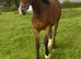 Serious HOYs Prospect Registered Section D Gelding to make 15hh+
