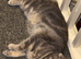 Scottish fold x BSH