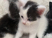 Kittens for sale