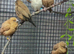 Silverbills
