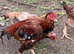 Chickens for sale