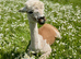 Perfect starter herd for Alpaca breeding - Striking colours