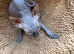 2, 7 week old Sphynx kittens for sale