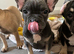 French bulldogs