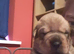 Rottweiler/ Sharpie puppies