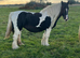 Marigold.Friesian x Vanner Mare