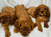 Cavalier King Charles puppy’s