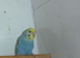 Baby budgies ready for new homes