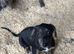 Lurcher Pups For Sale