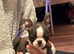 Stunning quality Boston terrier pups