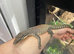Kimberley Rock Monitor PROVEN PAIR