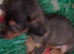 Wirehaired dashound tekel pups