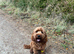 Apricot Cockerpoo stud