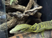 1.1 yellow tree monitor pair