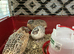 Jumbo Quail chicks