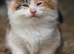 cute fluffy kittens
