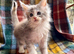 Blue & White Silver Tortie