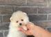 KC wite pomeranians for reservation!