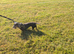 Smooth mini dachshund female