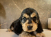 KC registered Show Cocker Spaniels