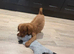 Gorgeous Cavapoo puppies ready now