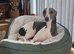 Kc reg whippet girl