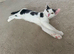 ️ Adorable & Playful Kitten Looking for a Loving Forever Home