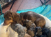 Miniature Dachshund