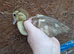 Muscovie ducklings available