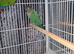 Conures x8 pineapple,crimson,green cheeks,turquoise