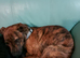 Whippet X dark brindle girl