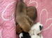 Jack chi puppies