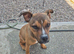 Staffy x presa canario