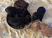 Puppies for sale